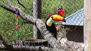 Zoo Insider  Toco Toucan Visit [upl. by Carson]