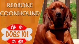 Dogs 101  REDBONE COONHOUND  Top Dog Facts About the Redbone Coonhound [upl. by Teeter447]