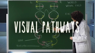 Neuroanatomy S1 E6 Visual Pathways neuroanatomy ubcmedicine [upl. by Dulla]