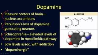 Neurotransmitters Overview [upl. by Niret]