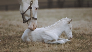 Rare White Foal a Patchen Wilkes Specialty [upl. by Beitz400]