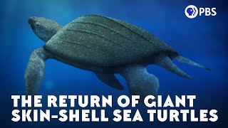 The Return of Giant SkinShell Sea Turtles [upl. by Ylicis]