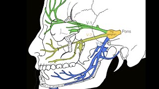 Cranial nerve V [upl. by Arolf]