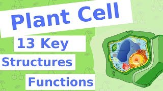 The Plant Cell  13 Key Structures [upl. by Imoian]