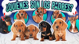 CONFESANDO LA HISTORIA DE LOS CACHORROS  LOS POLINESIOS VLOGS [upl. by Eeuqram]