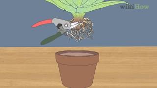 How to Revive a Dying Aloe Vera Plant [upl. by Fattal]