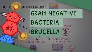 Gram Negative Bacteria Brucella [upl. by Hedberg453]