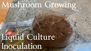 Mushroom Growing  Inoculating Substrate Bags Using Liquid Culture [upl. by Marianna800]