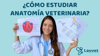 CÓMO ESTUDIAR ANATOMÍA VETERINARIA  Lauvet [upl. by Akemhs]