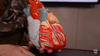 How to restart and keep a donor heart beating [upl. by Rahman170]