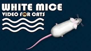 CAT GAMES  Catching White Mice Mouse Video for Cats to Watch  CAT amp DOG TV [upl. by Nailimixam]