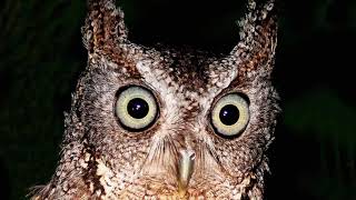 Eastern Screech Owl  Sound Call Sound Voice Hooting And Other Noises Made by the Bird [upl. by Wendolyn811]