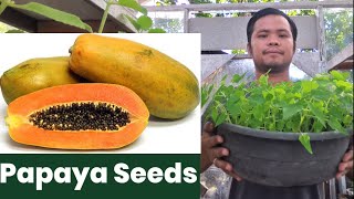 HOW TO PLANT PAPAYA SEEDS  Lets Dong it [upl. by Ynhoj]