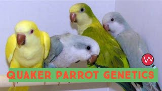 Quaker Parrot Genetics  Breeding Combinations [upl. by Ymorej]