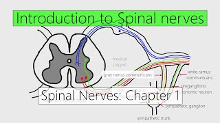 Spinal Nerves Introduction  Nervous system  4K  Chapter 1 [upl. by Ettennahs]