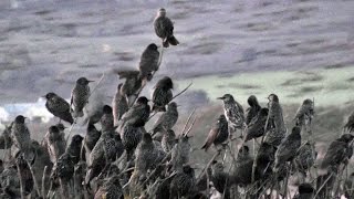 Starlings Coming To Roost  Starling Murmuration in Cornwall UK [upl. by Keffer]