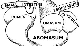 Digestive Systems of Livestock Anatomy [upl. by Aleina]