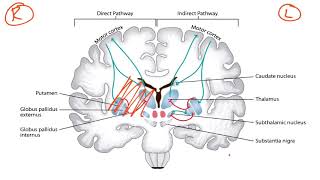 Basal Ganglia amp Dopaminergic Pathways for the USMLE Step 1 [upl. by Anaylil]