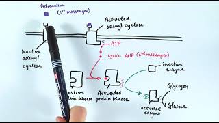 A2 Biology  Action of adrenaline OCR A Chapter 145 [upl. by Milore427]