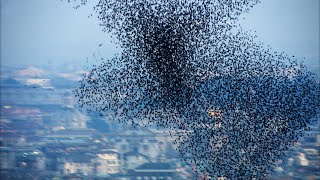 Ten Million Starlings Swarm 7 Tonnes of Bird Poo  Superswarm  BBC Earth [upl. by Leirud]