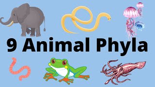 9 Main Animal Phyla [upl. by Danny]