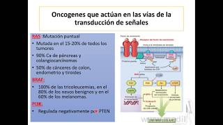 Neoplasias II Bases moleculares del cáncer [upl. by Nalak187]