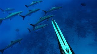 Spearfishing COBIA off bull sharks and wrecks in Australia [upl. by Okeim]