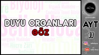 10 Duyu Organları  Göz [upl. by Gibbon4]