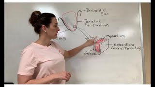 Description of the Pericardium and Heart Wall Layers [upl. by Neve]