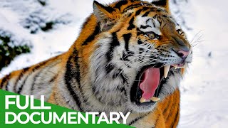 Wildlife  Episode 1 Tiger Lion Leopard amp Jaguar  The Four Big Cats  Free Documentary Nature [upl. by Zavala]