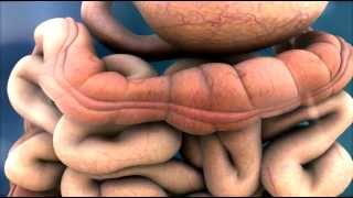 3D Medical Animation  Peristalsis in Large IntestineBowel  ABP © [upl. by Raviv]