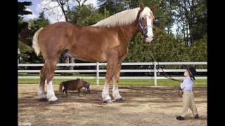 Big Jake Worlds Tallest Horse  Guinness World Record Holder [upl. by Brunk432]