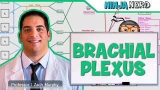 Neurology  Brachial Plexus [upl. by Percival274]