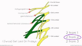 Lumbar Plexus  Structure and Branches  Anatomy Tutorial [upl. by Orten]