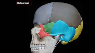 Anatomie utile de los temporal [upl. by Lemieux]