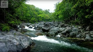 10 Hours Of Relaxing Jungle Sounds  Planet Earth II  BBC Earth Explore [upl. by Grace]