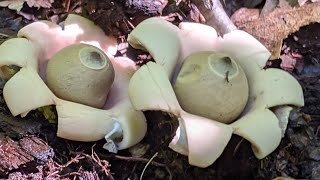 Earth Star Mushroom [upl. by Mccarthy]