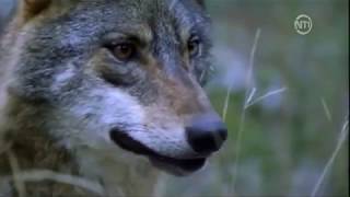 Les loups des montagnes DOC FRENCH [upl. by Lyell116]