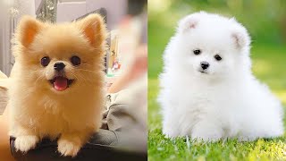 Cutest Teacup  Pomeranian Puppies Compilation 1 [upl. by Deutsch]