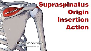 Supraspinatus Anatomy Origin Insertion amp Action [upl. by Oilasor]