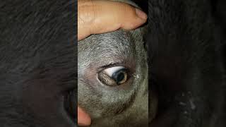 Dermoid in puppys eye [upl. by Aisila]