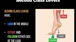 Biomechanics  Levers [upl. by Pulsifer]