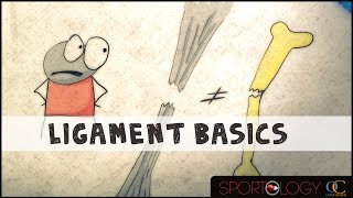 Ligament Basics  Science Explained [upl. by Wieren105]