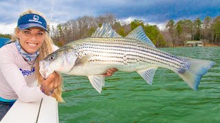 Giant STRIPED BASS Fishing on Lake Lanier Winter Striper Fishing [upl. by Olivie]