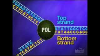 Mismatch Repair  HHMI BioInteractive Video [upl. by Nalod]