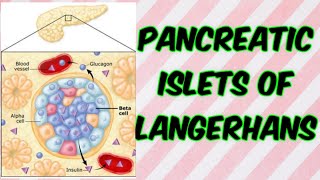 Pancreatic islets of Langerhans [upl. by Ttelrahc]