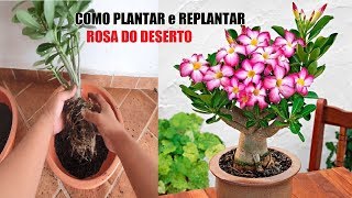 Forma correta de Plantar e Replantar ROSA DO DESERTO  How to plant Adenium obesum [upl. by Hgierb]