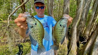 Jigging CYPRESS TREES for slab crappie [upl. by Erotavlas450]