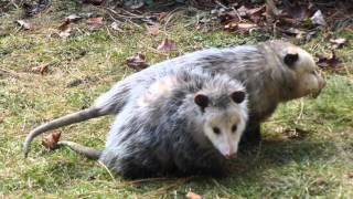 Possum Love  Mississauga ON Canada [upl. by Xel]