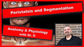 Peristalsis and Segmentation Anatomy and Physiology [upl. by Pahl]